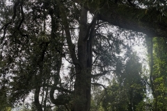 DSC00510