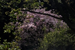 DSC00515